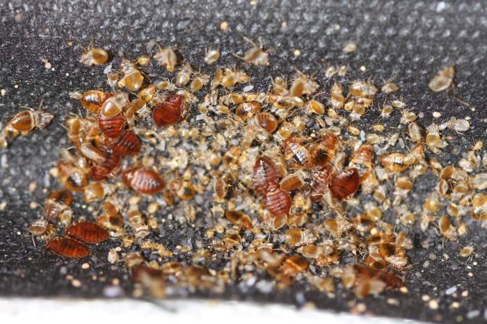 Bed bug registry hotel chains