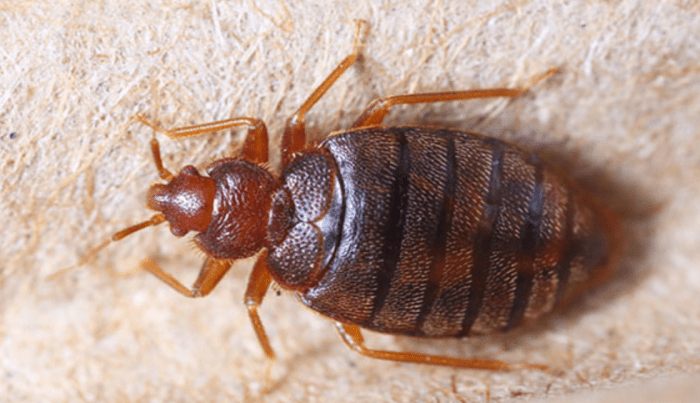 Bedbug registry directory stay places bits