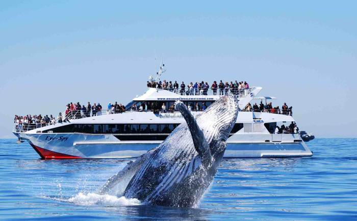 Rudee tours whale watching