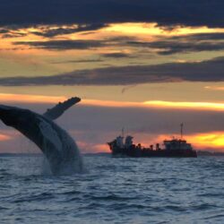 Whale watching reykjavik iceland