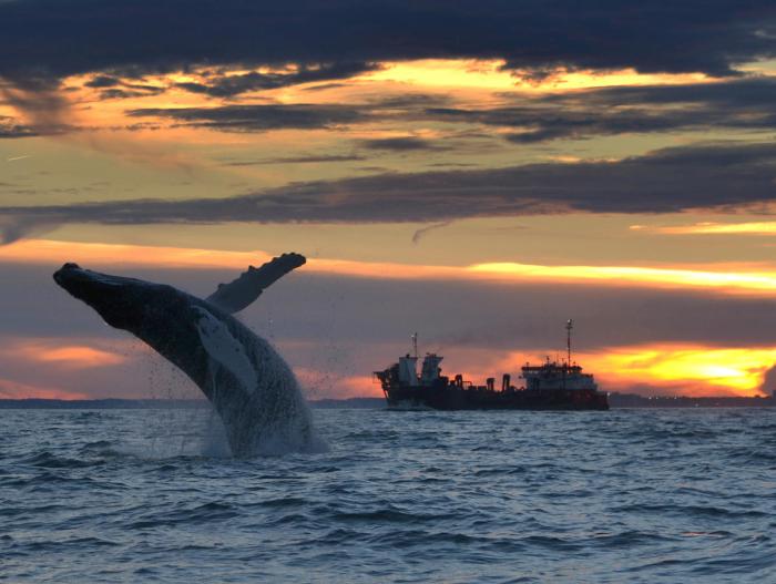 Whale watching reykjavik iceland