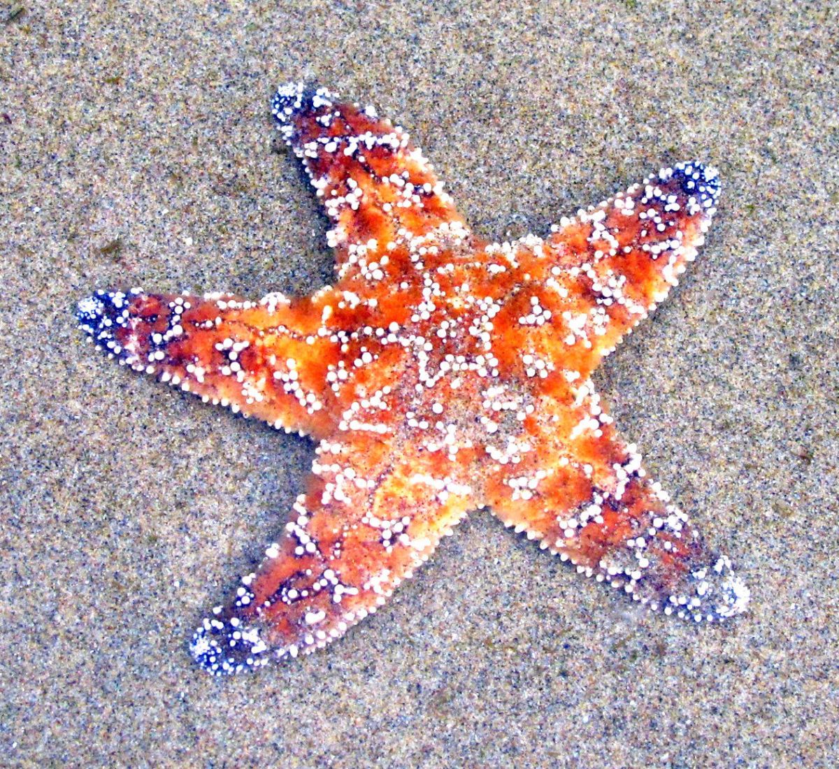 Sea star coastal vacations