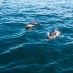 Rudee inlet dolphin tour