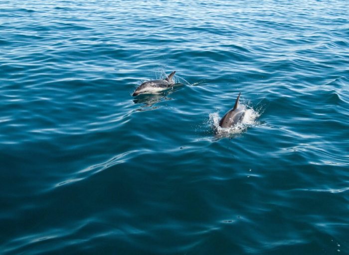 Rudee inlet dolphin tour