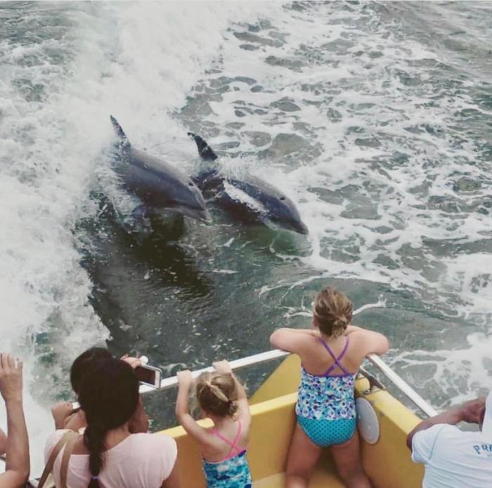 Rudee inlet dolphin tour