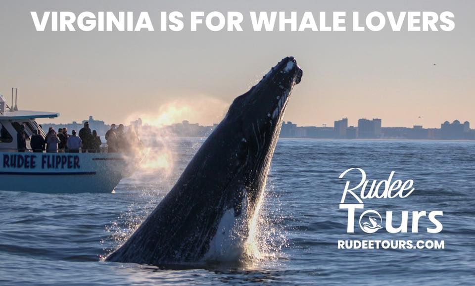 Rudee tours whale watching