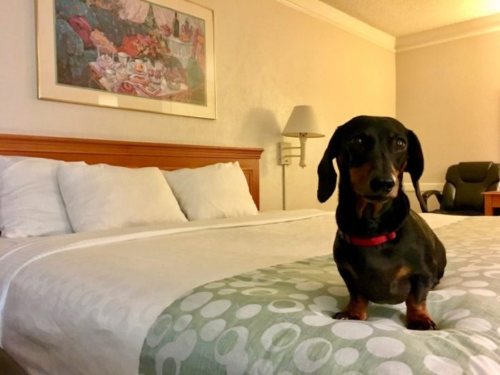 Most pet friendly hotel chains