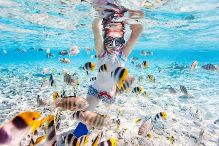 Reef barrier great snorkelling bay palm resort au palmbay