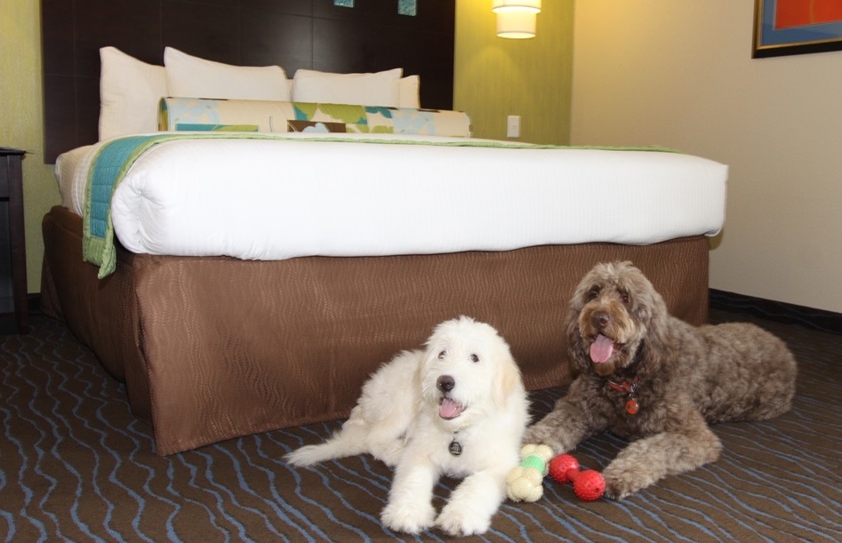 Most pet friendly hotel chains